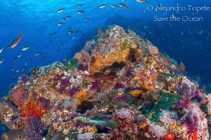 Just Reef in Morro, Puerto Vallarta Mexico by Alejandro Topete 